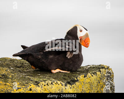 Nach getuftete Papageitaucher (Fratercula cirrhata), auf einer Klippe Leiste auf St. Paul, Pribilof Inseln, Alaska, Nordamerika Stockfoto