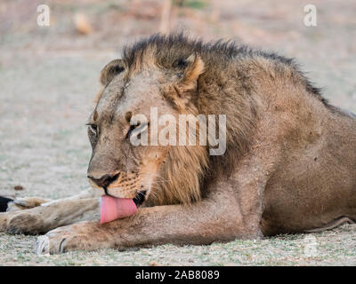 Ein erwachsener männlicher Löwe (Panthera leo), South Luangwa National Park, Sambia, Afrika Stockfoto