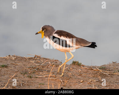 Ein Erwachsener weiß - gekrönte Kiebitz (Vanellus albiceps), auf der oberen Zambezi River, South Luangwa National Park, Sambia, Afrika Stockfoto
