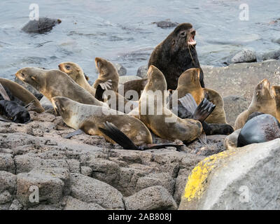 Kolonie der nördlichen Pelzrobben (Callorhinus ursinus) auf St. Paul, Pribilof Inseln, Alaska, Nordamerika Stockfoto