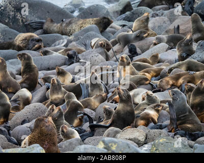 Kolonie der nördlichen Pelzrobben (Callorhinus ursinus) auf St. Paul, Pribilof Inseln, Alaska, Nordamerika Stockfoto