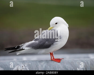 Nach red-legged Dreizehenmöwe (Rissa brevirostris), St. Paul, Pribilof Inseln, Alaska, Nordamerika Stockfoto