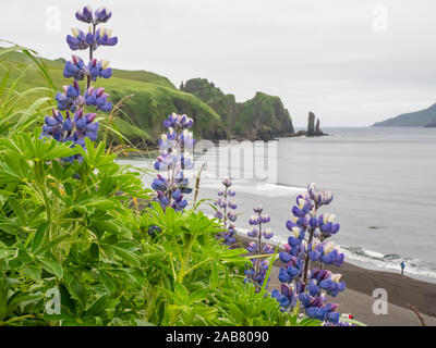 Wild Nootka Lupine (Lupinus nootkatensis), in der Kagamil, aleutians Island, Alaska, Nordamerika Stockfoto