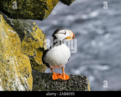 Nach gehörnten Papageitaucher (Fratercula corniculata), auf Verschachtelung Klippe auf St. Paul, Pribilof Inseln, Alaska, Nordamerika Stockfoto