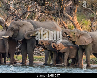 Eine Herde von afrikanischen Busch Elefanten (Loxodonta africana) auf der oberen Sambesi, Mosi-oa-Tunya National Park, Sambia. Stockfoto