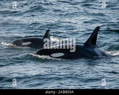 Ein paar der Schwertwale (Orcinus orca), Surfacing in Kukak Bucht, Katmai National Park, Alaska, Nordamerika Stockfoto