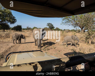 Afrikanischen Busch Elefanten (Loxodonta africana), in der Nähe von eine Safari-Lkw im South Luangwa National Park, Sambia, Afrika Stockfoto