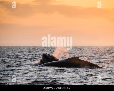 Buckelwale (Megaptera novaeangliae) bei Sonnenuntergang in Monterey Bay National Marine Sanctuary, Kalifornien, Nordamerika Stockfoto