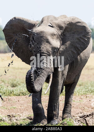 Ein afrikanischer Busch Elefant (Loxodonta africana) an einer Wasserstelle im South Luangwa National Park, Sambia, Afrika Stockfoto