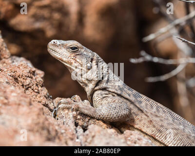 Ein erwachsener Gemeinsame chuckwalla (Sauromalus ater), Aalen in der Sonne auf der Isla Danzante, Baja California Sur, Mexiko, Nordamerika Stockfoto