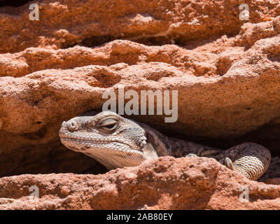 Ein erwachsener Gemeinsame chuckwalla (Sauromalus ater), bei Punta Kolorado, Isla San Jose, Baja California Sur, Mexiko, Nordamerika Stockfoto