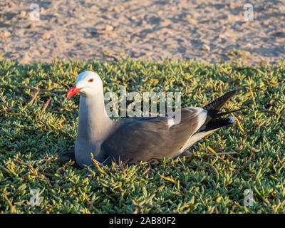 Nach Heermann Gulls (Larus heermanni) am Nistplatz auf der Isla Rasa, Baja California, Mexiko, Nordamerika Stockfoto