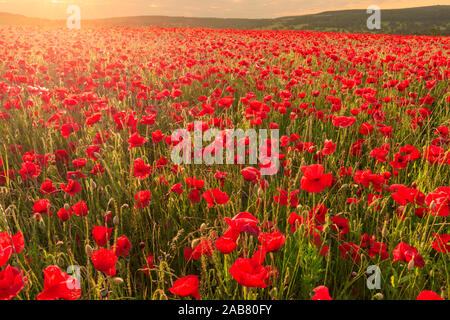 Roter Mohn, hintergrundbeleuchtete Feld bei Sonnenaufgang, schönen wilden Blumen, Peak District National Park, Baslow, Derbyshire, England, Vereinigtes Königreich, Europa Stockfoto