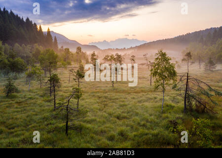 Einsame Bäume in den nebligen Landschaft von Pian di Gembro Nature Reserve, Luftaufnahme, Aprica, Sondrio, Valtellina, Lombardei, Italien, Europa Stockfoto