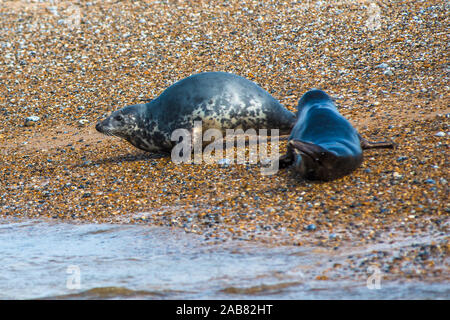 Graue Dichtungen und Gemeinsame (Hafen) Dichtungen am Strand von Blakeney Punkt, Norfolk, England, Vereinigtes Königreich, Europa Stockfoto