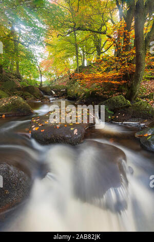 Herbst Farben bei padley Schlucht, der Nationalpark Peak District, Derbyshire, England, Vereinigtes Königreich, Europa Stockfoto