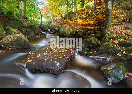 Padley Schlucht im Herbst, Nationalpark Peak District, Derbyshire, England, Vereinigtes Königreich, Europa Stockfoto