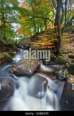 Padley Schlucht in herbstlichen Farben, Nationalpark Peak District, Derbyshire, England, Vereinigtes Königreich, Europa Stockfoto