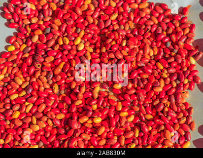 Sandelholz Saatgut, Australien bush Nahrung gegessen von Aborigines, die Australischen Outback, Northern Territory, Australien, Pazifik Stockfoto