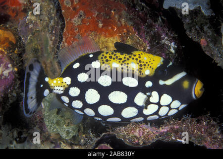 Clown Drückerfisch (Balistoides conspicillum), weit verbreitet in der indopazifischen Region. Jugendliche durch die Ströme zu warm Wasser durchgeführt. Port Mor Stockfoto