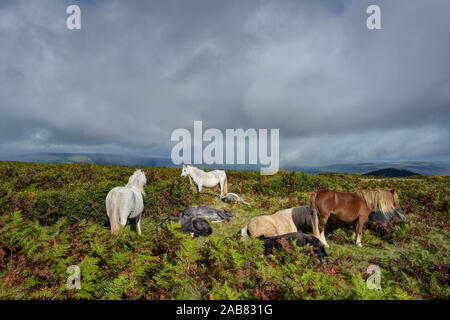 Die Pferde von der Offa's Dyke Path auf Hergest Ridge, Herefordshire, England, Vereinigtes Königreich, Europa Stockfoto