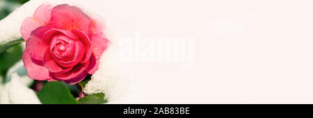 Camellia Blume unter dem Schnee im Winter, Panorama Hintergrund mit Kopie Raum Stockfoto