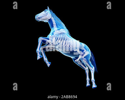 3D-gerenderte Medizinisch genaue Abbildung der Equine Anatomie - das Skelett Stockfoto