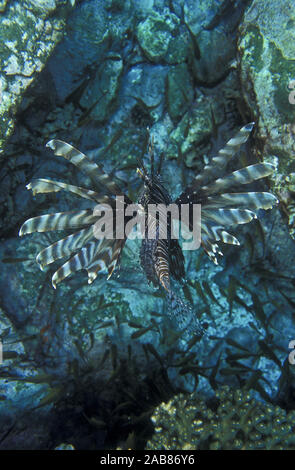 Red Rotfeuerfische (Pterois volitans) und hält ein wachsames Auge auf die Schule von smallfish. Norden einsame Insel, New South Wales, Australien Stockfoto