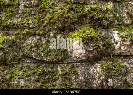 Moos auf einem Felsen Oberfläche. Relief und die Textur von Stein mit Mustern und Moos. Stein mit Moos. Steine Felsbrocken bedeckt mit Moos. Stockfoto