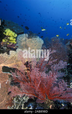 Korallenriff Szene mit seefächern und crinoiden (Subergorgia sp. orange, rot, braun Melithaea Acanthogorgia sp. und haarsterne Comanthina), die Schützen Stockfoto