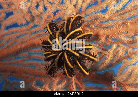 (Crinoid oder federsterne Crinoidea), auf Gorgonie Gorgonie (Subergorgia sp.) thront maximale Strom zu gewinnen. Salomonen Stockfoto