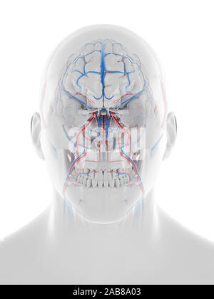 3D-gerenderte medizinisch exakte Darstellung des Gefäßsystems der menschlichen Kopf und Gehirn Stockfoto