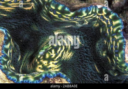 Riesenmuschel (Tridacna sp.), Mantel detail, die Irisierenden Farben aufgrund der kommensalen Algen leben im Gewebe sind. Salomonen Stockfoto