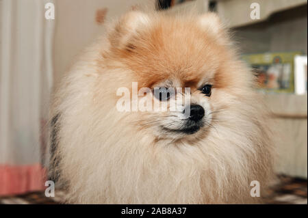 Pomeranian Welpen Hund vor dem Haarschnitt lange Haare, niedliche Haustier glücklich lächeln zu Hause. Stockfoto
