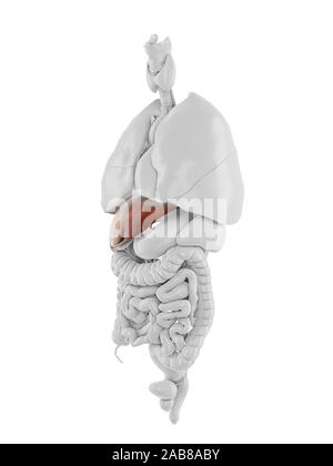 3D-gerenderte medizinisch genauen Abbildung des Stockfoto