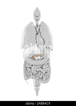 3D-gerenderte Medizinisch genaue Abbildung der Bauchspeicheldrüse Stockfoto