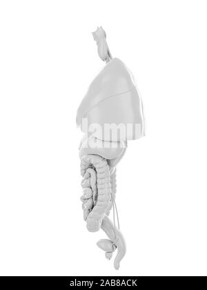 3D-gerenderte Medizinisch genaue Abbildung der Bauchspeicheldrüse Stockfoto
