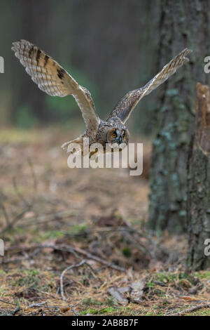 Indische Eagle-Owl/Rock/Eagle-Owl Bengalenuhu (Bubo Bengalensis) im Flug durch den Wald, geräuschlos, Fliegen, Jagen knapp über dem Boden. Stockfoto