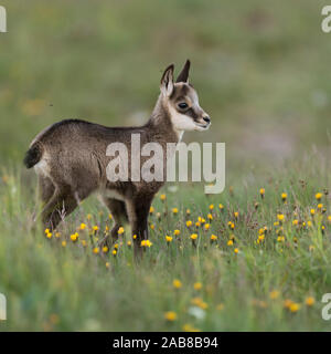 Chamois/Gaemse (Rupicapra rupicapra), süße Rehkitz, jungen Baby Tier, stehend in einer blühenden Bergwiese, für seine Eltern, Europa. Stockfoto