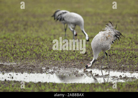 Gemeinsame Kräne/Graukraniche (Grus Grus) ruht auf nassen Flächen, Trinkwasser, auf der Suche nach Nahrung, im Herbst Migration, Wildlife, Europa. Stockfoto