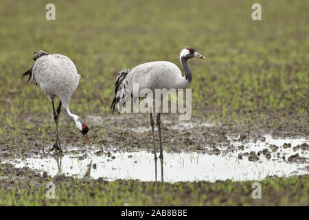 Gemeinsame Kräne/Graukraniche (Grus Grus), Paar, Paar, ruht auf Ackerland, Trinkwasser, auf der Suche nach Nahrung, im Herbst Migration, Tierwelt, Stockfoto