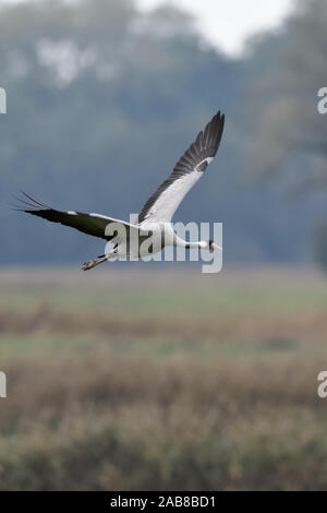 Kranich/Graukranich (Grus Grus), Erwachsene im Flug, Fliegen über nasse Wiesen, im typischen Umgebung, Zugvogel, Wildlife, Europa. Stockfoto