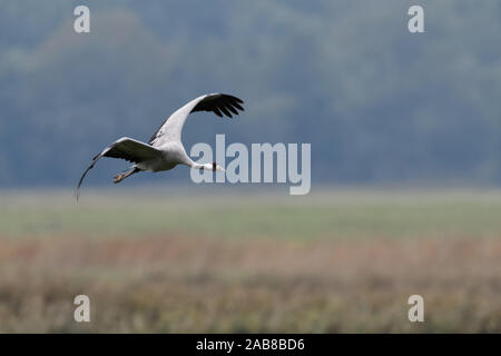 Kranich/Graukranich (Grus Grus), Erwachsene im Flug, Fliegen über Feuchtgebiete, in seiner typischen Lebensraum, Zugvogel, Wildlife, Europa. Stockfoto