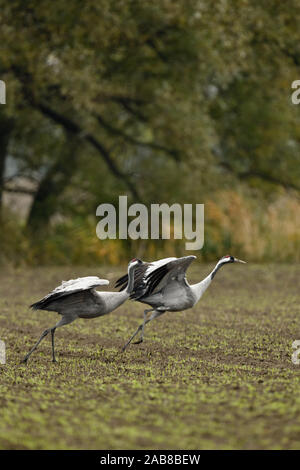 Gemeinsame Kräne/Graukraniche (Grus Grus), Paar, Paar, weg von Ackerland, verlassen, weit weg fliegen, Zugvögel, Wildlife, Europa. Stockfoto