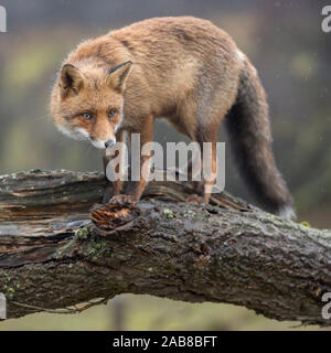 Red Fox/Rotfuchs (Vulpes vulpes) Erwachsenen, Klettern, stehend auf einem gefallenen Baumstamm, Peering, angespannt, gerissen, Wildlife, Europa. Stockfoto