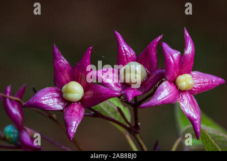 Farges Harlequin Glorybower (Clerodendrum trichotomum var. Fargesii), Entwicklung von Früchte Stockfoto