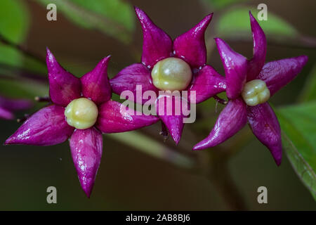 Farges Harlequin Glorybower (Clerodendrum trichotomum var. Fargesii), Entwicklung von Früchte Stockfoto