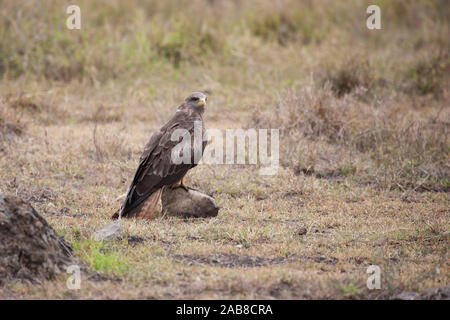 Schwarzmilan Milvus aegyptius Afrotropic Gegenstück des schwarzen Drachen hocken auf einem Felsen im offenen Grasland im Ngorongoro Krater, Tansania, Afrika Stockfoto