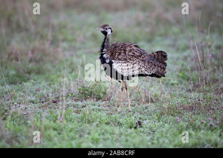 Schwarz-bellied Bustard Eupodotis m. melanogaster (Lissotis melanogaster) im offenen Grasland in Ndutu, Tansania, Ostafrika Stockfoto