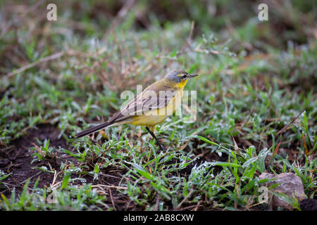 Schafstelze Motacilla flava auf einem Patch von feuchtes Gras am frühen Morgen in Ndutu, Tansania Stockfoto